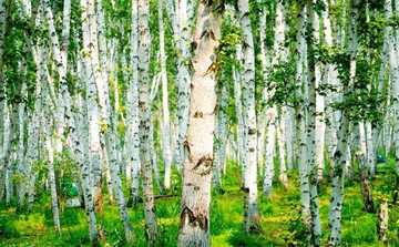 新疆阿勒泰哈巴河白桦林景区,图五