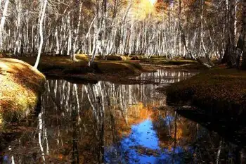 新疆阿勒泰哈巴河白桦林景区,图一