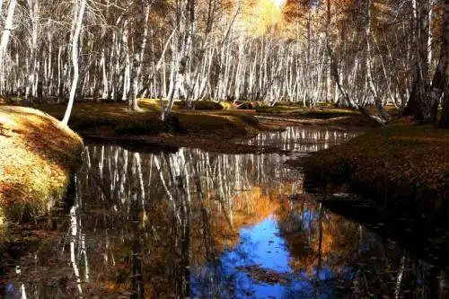 新疆阿勒泰哈巴河白桦林景区