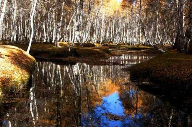 新疆阿勒泰哈巴河白桦林景区,图一