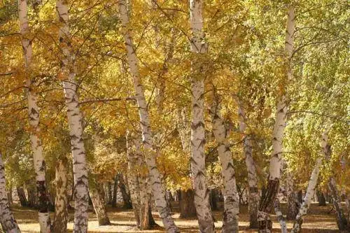 哈巴河白桦林景区