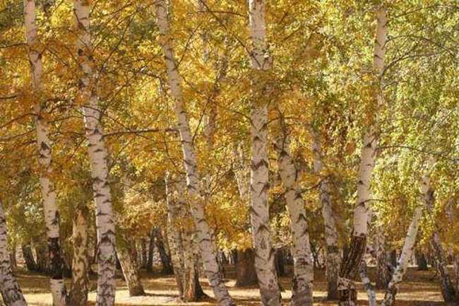 哈巴河白桦林景区,图一