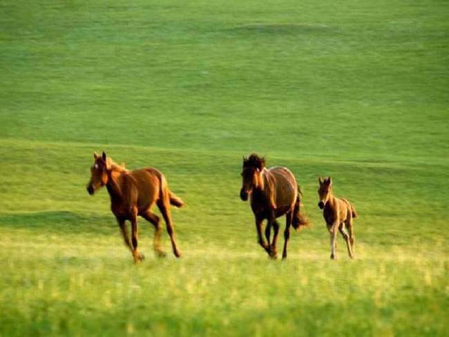新疆阿勒泰加什哈拉盖牧场,图一