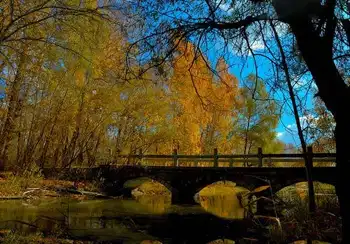 新疆阿勒泰桦林公园,图二