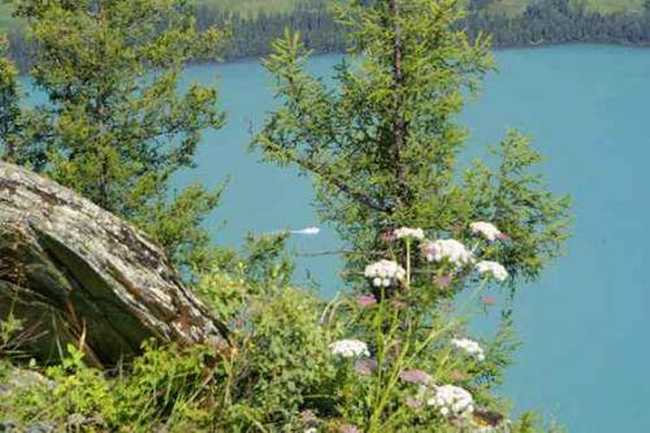 新疆阿勒泰喀納斯觀魚亭,圖四