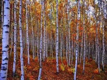 新疆阿勒泰哈巴河白桦林景区,图六
