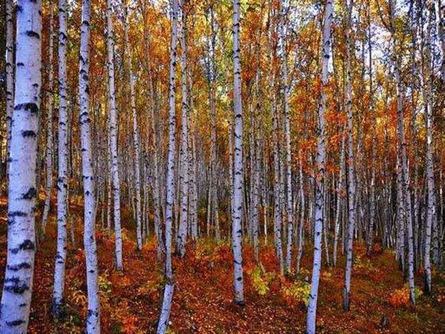 新疆阿勒泰哈巴河白桦林景区,图六