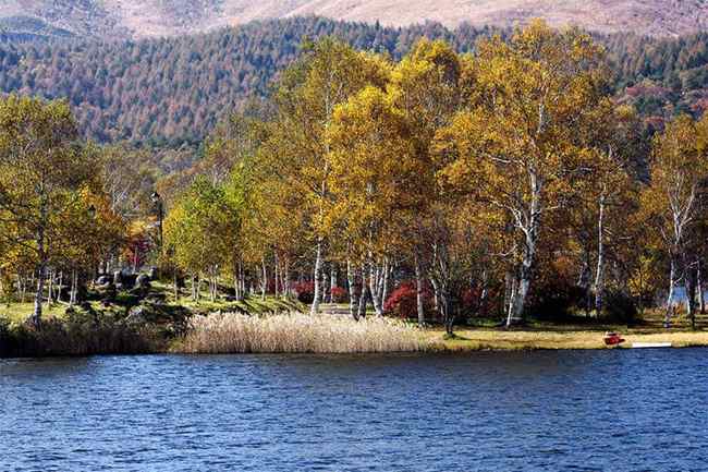 新疆阿勒泰青河县白桦公园,图二