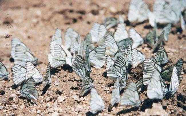 新疆阿勒泰蝴蝶溝,圖一