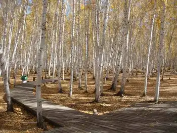 新疆阿勒泰哈巴河白桦林景区,图四