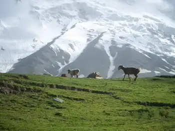 新疆阿图什奥依塔克森林公园风景区,图三