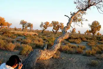 新疆博乐甘家湖白梭梭自然保护区,图一