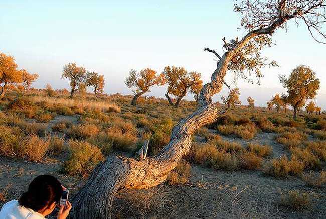 新疆博乐甘家湖白梭梭自然保护区,图一
