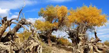 新疆博乐甘家湖白梭梭自然保护区,图二