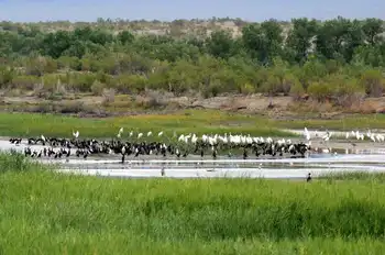 新疆博乐艾比湖湿地自然保护区,图三