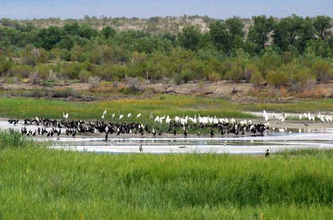 新疆博樂艾比湖濕地自然保護(hù)區(qū),圖三