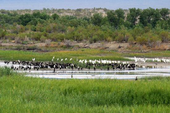 新疆博乐艾比湖湿地自然保护区,图三