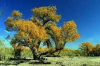 新疆博乐甘家湖白梭梭自然保护区