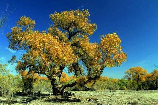 新疆博乐甘家湖白梭梭自然保护区,图三