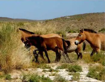 新疆卡拉麦里自然保护区,图三