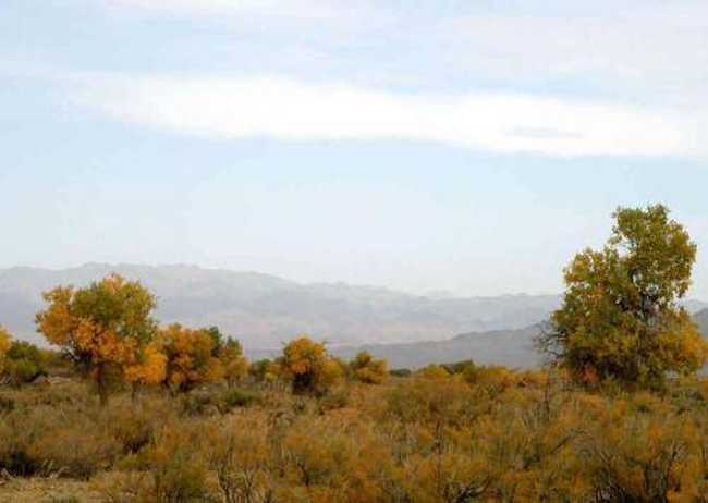 新疆木垒胡杨林公园,图五