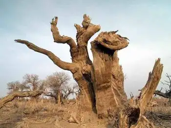 新疆木垒胡杨林公园,图三