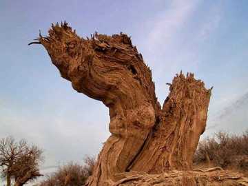 新疆木垒胡杨林公园,图二