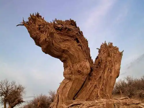 新疆木垒胡杨林公园