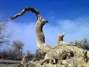 新疆木垒胡杨林公园,图一