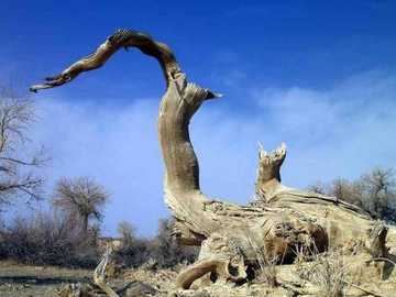 新疆木垒胡杨林公园,图一