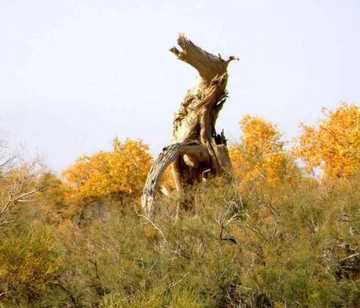 新疆木垒胡杨林公园,图四