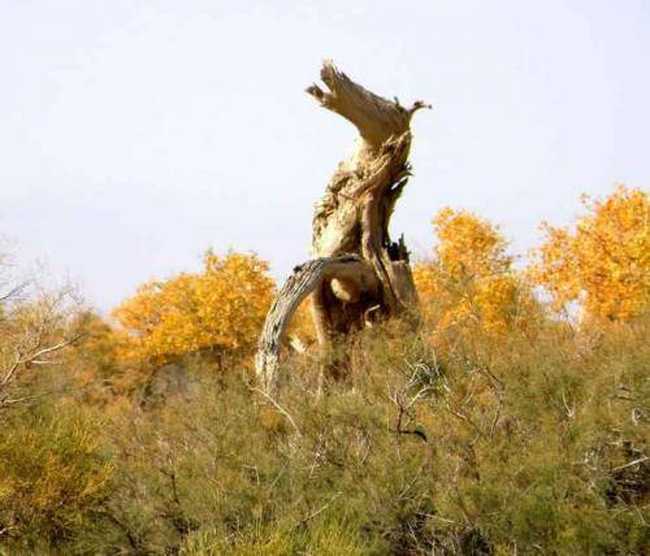 新疆木垒胡杨林公园,图四