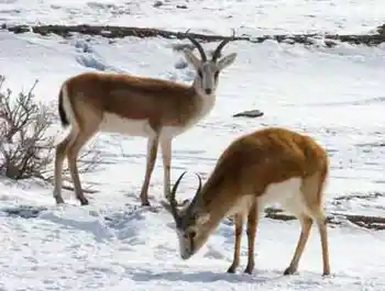 新疆卡拉麦里自然保护区,图二