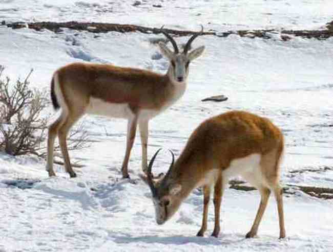 新疆卡拉麦里自然保护区,图二