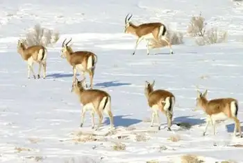 新疆昌吉喀拉麦里山,图一