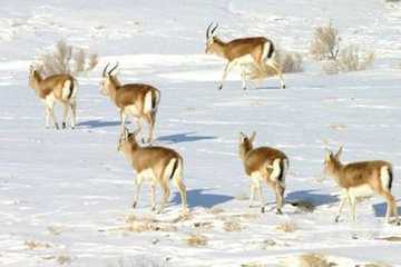 新疆昌吉喀拉麦里山,图一