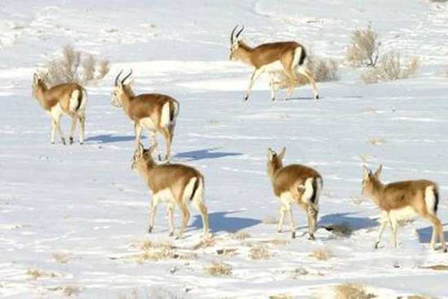 新疆昌吉喀拉麦里山,图一