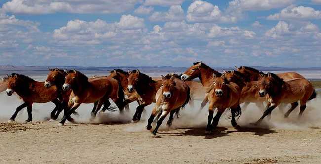 新疆昌吉吉木萨尔野马场,图一