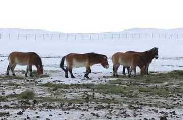 新疆昌吉喀拉麦里山,图三