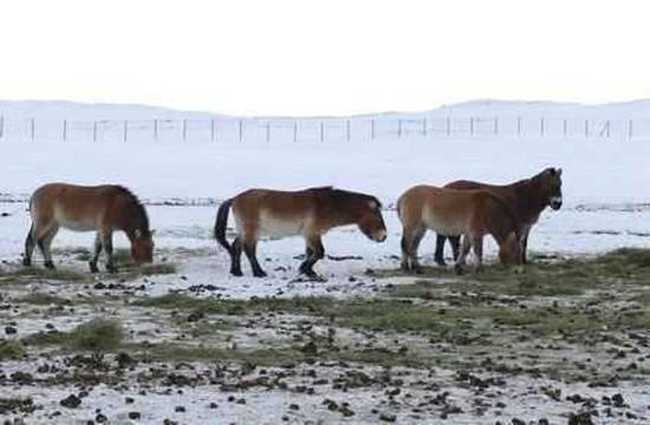 新疆昌吉喀拉麦里山,图三