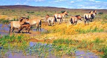 新疆昌吉吉木萨尔野马场,图三