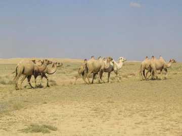 新疆昌吉古尔班通古特沙漠,图二