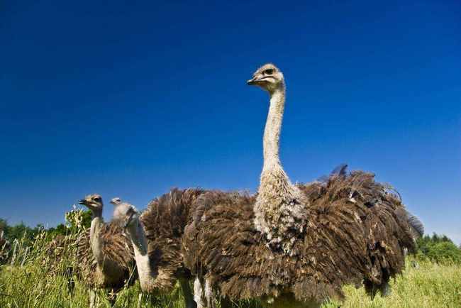 新疆哈密鸵鸟场,图三