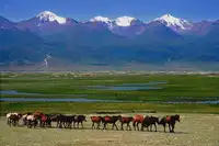 新疆哈密巴里坤大草原