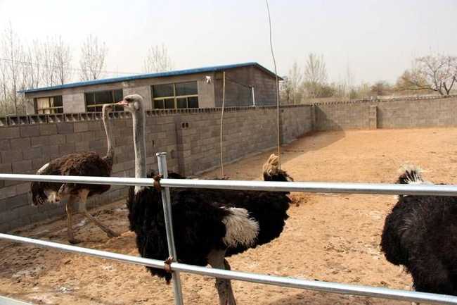 新疆哈密鸵鸟场,图二