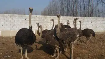 新疆哈密鸵鸟场,图一