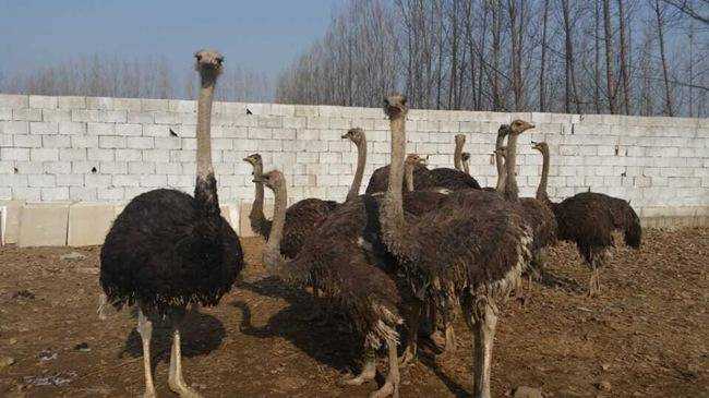 新疆哈密鸵鸟场,图一