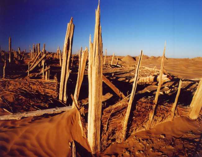 新疆和田尼雅遗址,图一
