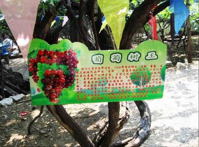 新疆和田葡萄王树,图三