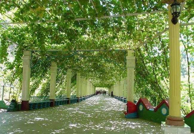 新疆和田千里葡萄长廊,图一